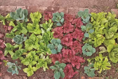 El mercado de plantas: jardines sustentables, adaptados al clima tucumano