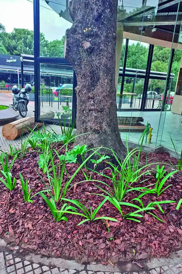 Trébol, el primer vivero on line de Tucumán