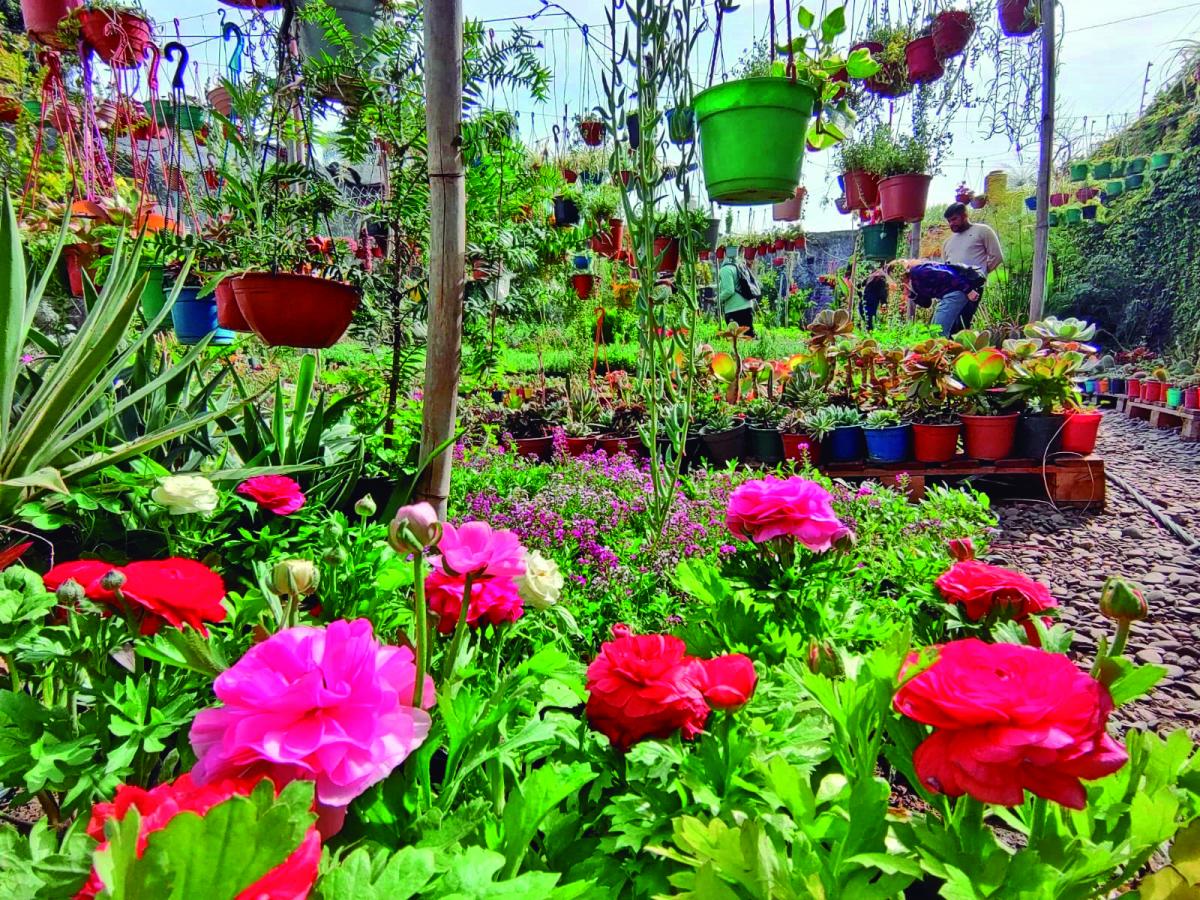Floricienta: diseñá y equipá tu jardín
