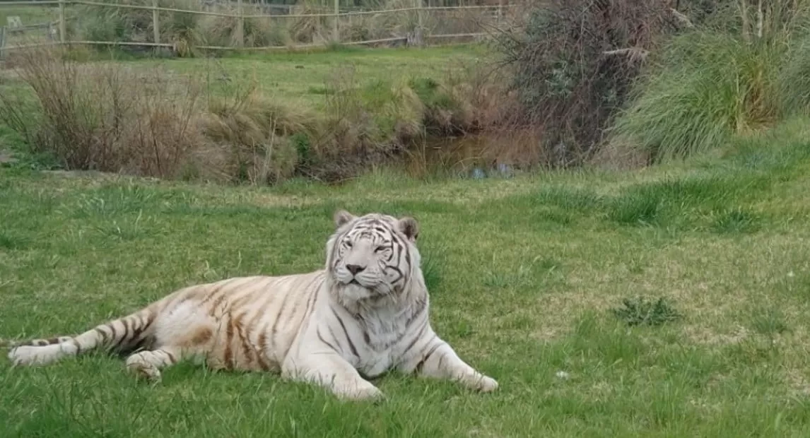 Intentaron robar una caja fuerte instalada en la jaula de un tigre blanco.