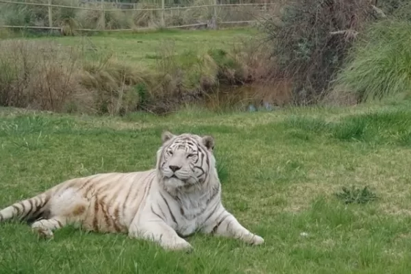 Río Negro: intentaron robar la recaudación de un zoológico que estaba guardada en la jaula de un tigre blanco