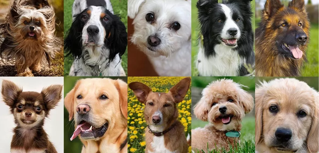 Un estudio reveló cuáles son las 10 razas de perros más inteligentes