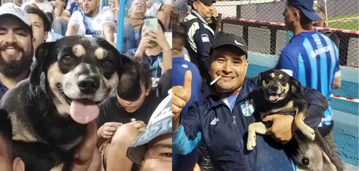 Las quejas de un “mascotero” tras la reaparición de “Porquería”, el perro “hincha” de Atlético Tucumán