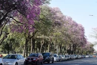 En Tucumán no hay suficientes árboles para protegernos