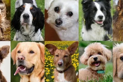 Cuáles son las 10 razas de perros más inteligentes