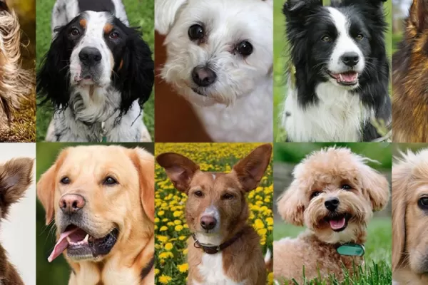 Cuáles son las 10 razas de perros más inteligentes