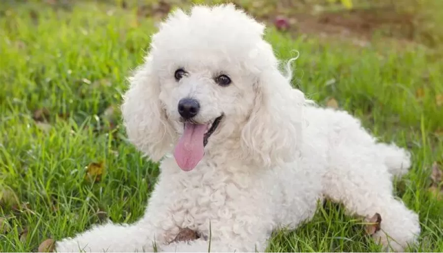 Cuáles son las 10 razas de perros más inteligentes