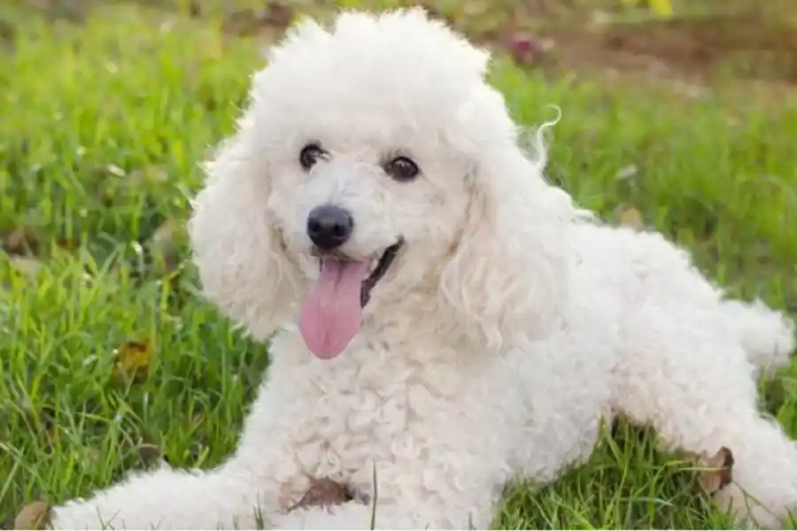 Cuáles son las 10 razas de perros más inteligentes