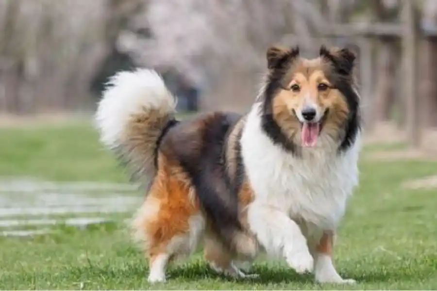 Cuáles son las 10 razas de perros más inteligentes