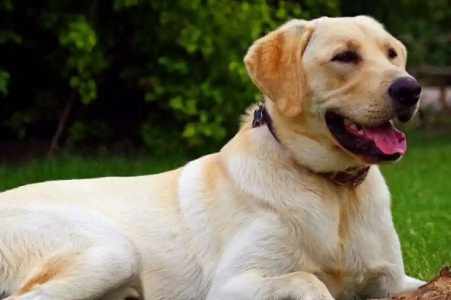 Cuáles son las 10 razas de perros más inteligentes