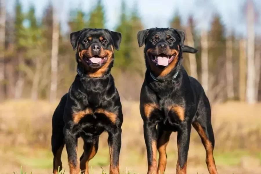 Cuáles son las 10 razas de perros más inteligentes