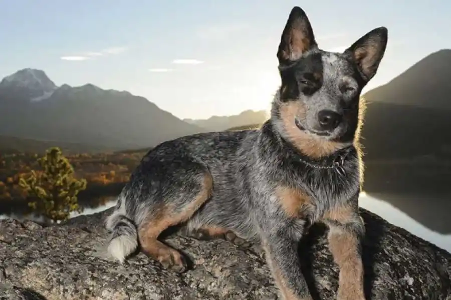 Cuáles son las 10 razas de perros más inteligentes