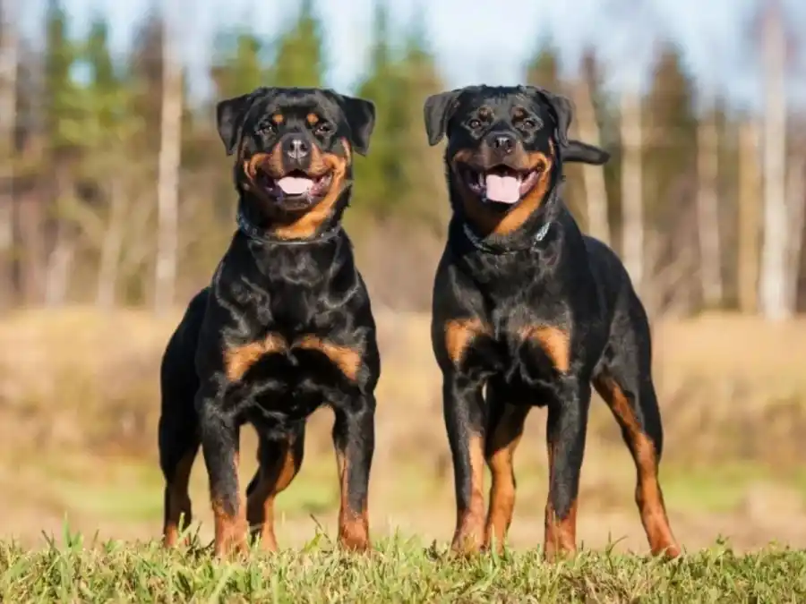 Cuáles son las 10 razas de perros más inteligentes