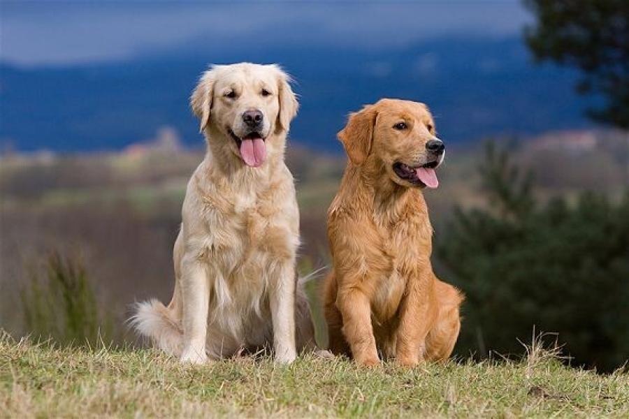 Cuáles son las 10 razas de perros más inteligentes