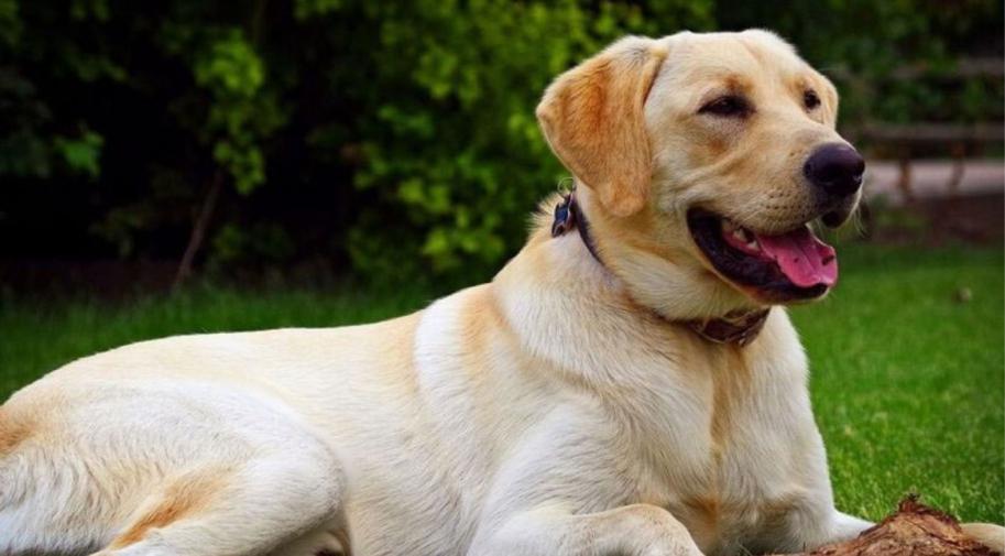Cuáles son las 10 razas de perros más inteligentes