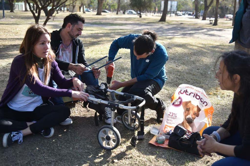 Una fundación fabrica sillas de ruedas para perros con discapacidad y dictan talleres para aprender el oficio