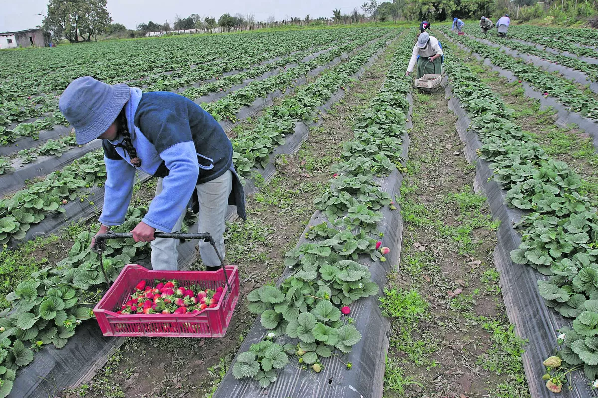 ESTIMACIONES. Si se estabilizan las condiciones climáticas se dará un fuerte pico de producción de frutillas en Tucumán entre septiembre y octubre. LA GACETA / FOTO DE JUAN PABLO SÁNCHEZ NOLI.