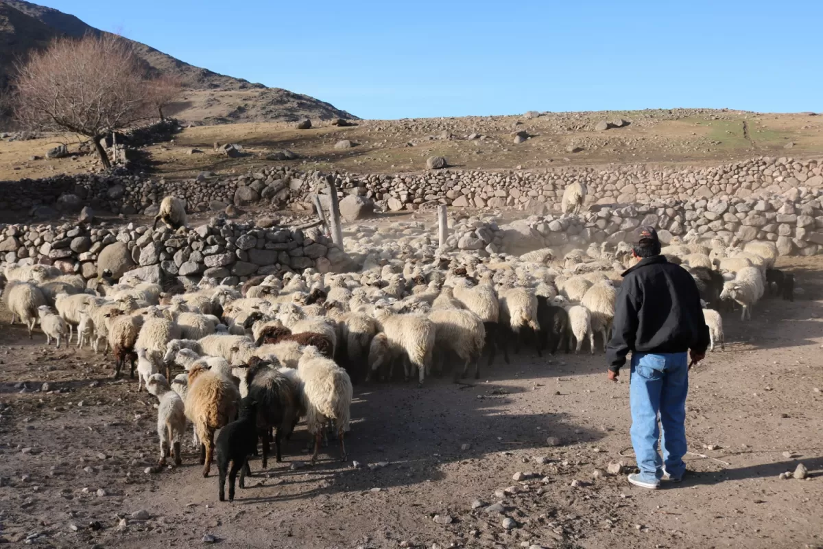 GANADERÍA. Las familias de la Ciénaga tienen, entre otros, 3.000 ovinos.