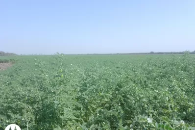 Garbanzo: por ahora hay buena expectativa de cosecha