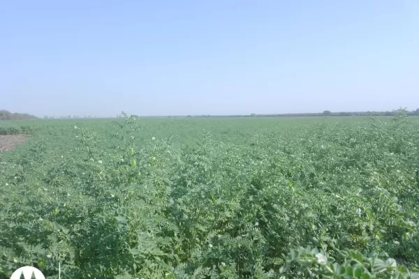 Garbanzo: por ahora hay buena expectativa de cosecha