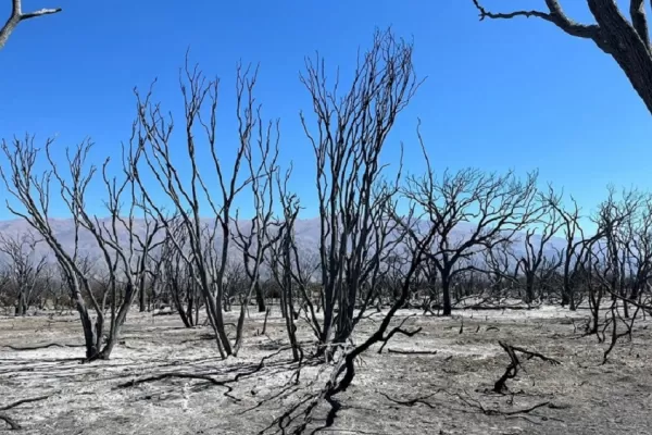 Evaluaron los daños causados por un incendio en los bosques de Amaicha del Valle