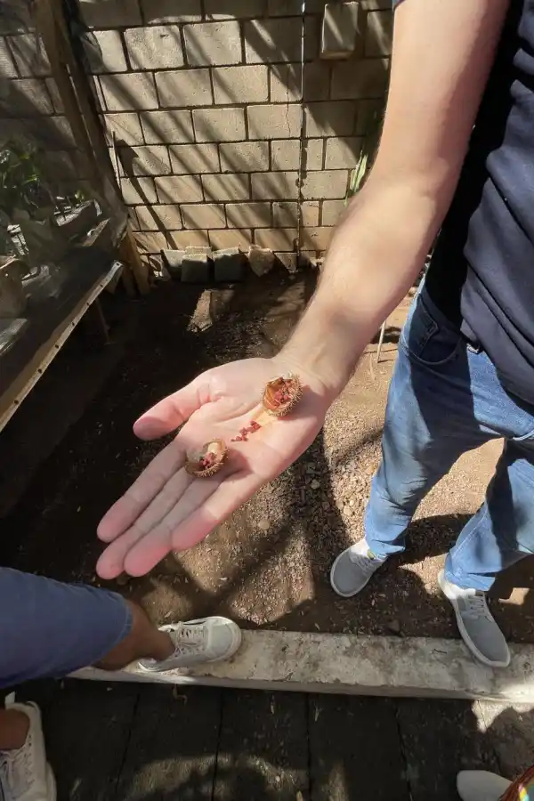 SEMILLAS DE URUCUM. Se usan como bronceador natural.