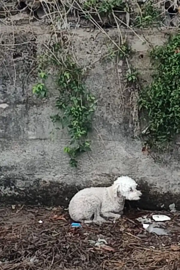 Video: así fue el rescate de un caniche en el canal del Camino del Perú