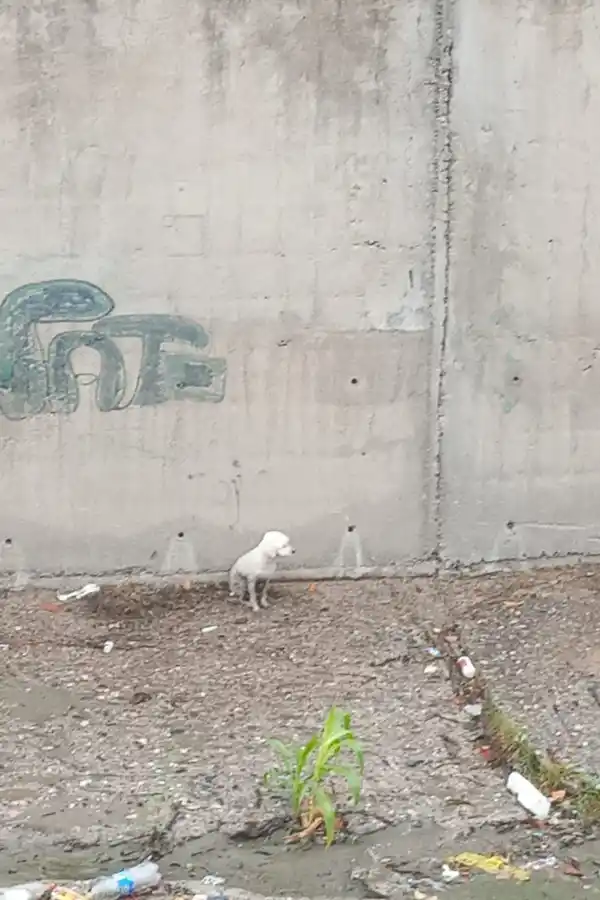 Video: así fue el rescate de un caniche en el canal del Camino del Perú