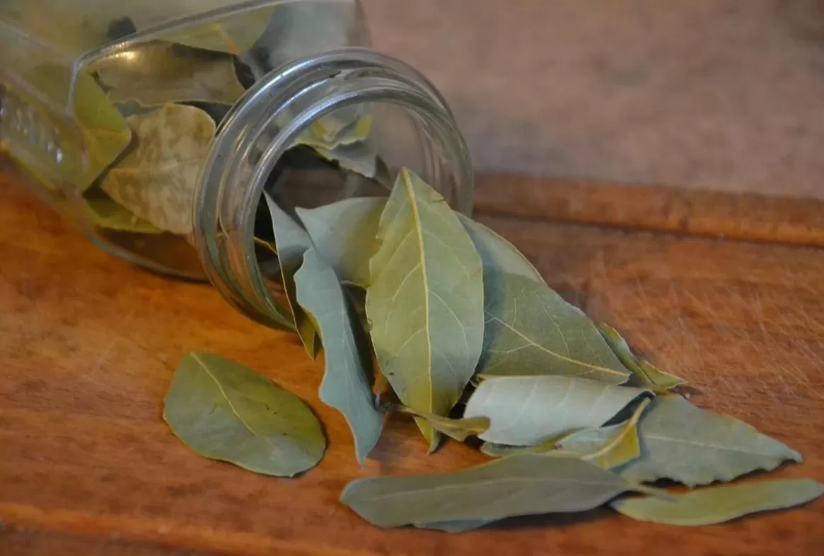 La hoja de laurel tiene múltples beneficios medicinales