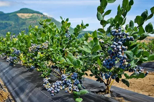 El arándano no se salvó de los efectos del cambio climático en el mundo