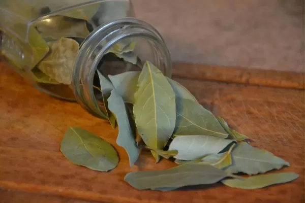 El sorprendente beneficio de poner hojas de laurel en un electrodoméstico muy utilizado