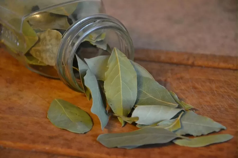 El sorprendente beneficio de poner hojas de laurel en un electrodoméstico que usas cada semana.