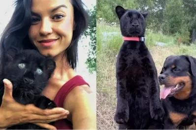 Creyó rescatar un gato y terminó siendo una pantera: la increíble historia de una joven que es furor en las redes