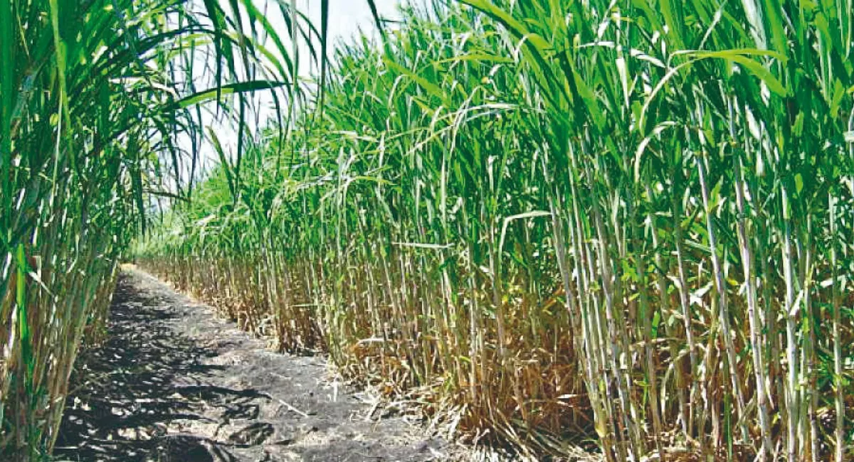 DATO. Un 44% de las plantaciones se hizo con cinco variedades TUC liberadas en los últimos 12 años por la Eeacoc.