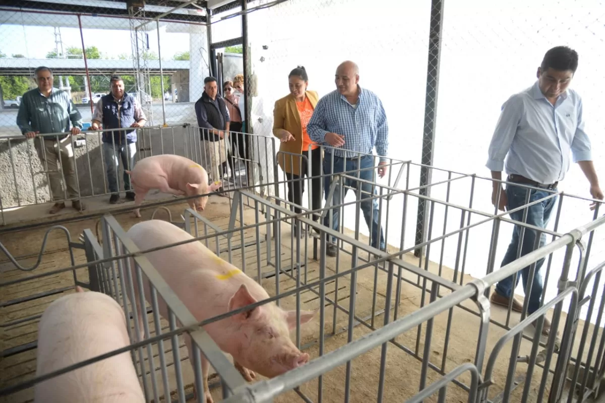 La Cocha: Juan Manzur visitó un centro de producción porcina