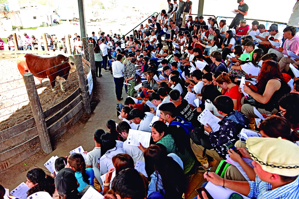 Expo Tucumán 2023: los estudiantes aprendieron a juzgar animales