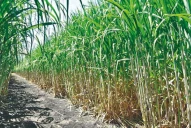 Se planta más caña desarrollada en la Eeaoc