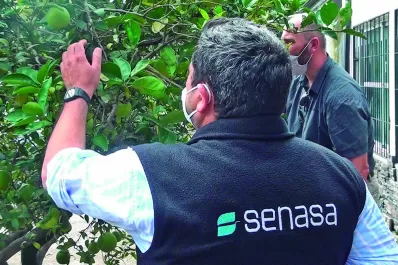 Controles y capacitación del Senasa en Catamarca para evitar el HLB