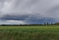 “El trigo sembrado a tiempo tendrá los rindes promedios de la provincia”