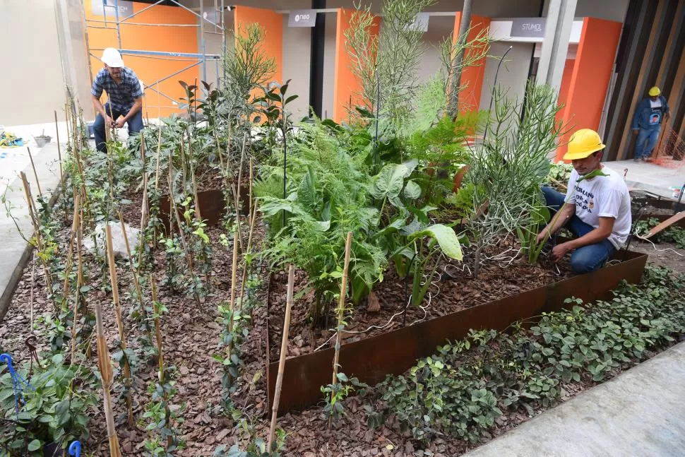 EL CLIMA, UN PRIVILEGIO. En Tucumán las plantas crecen bien. la gaceta / fotos de diego araoz 