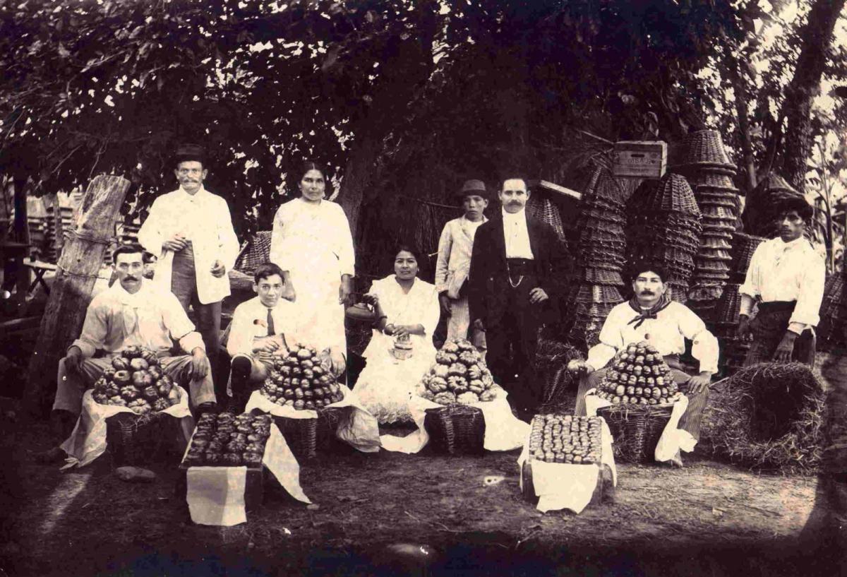 Sicilianos en Lules mostrando su prolífera cosecha de tomates. Se destaca el enorme tamaño de la fruta. FOTO GENTILEZA FAMILIA MILLA