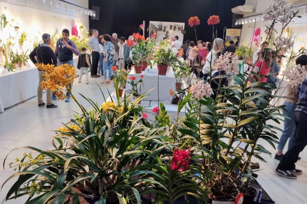 La 20º Exposición de Orquídeas se llevará a cabo este fin de semana en Yerba Buena