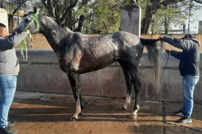 Ejemplares de primer nivel le dan mayor prestigio a la jornada del “Batalla”