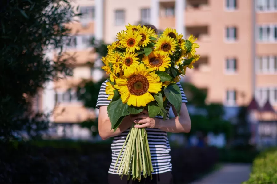 Flores amarillas: cuál es su significado y por qué se regalan en septiembre