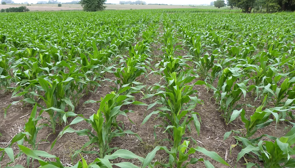 ESCENARIO. El maíz temprano cubre el 90% del área, de acuerdo con datos de la entidad.   