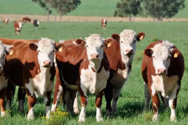 Productores venden vacas útiles y evalúan cerrar sus tambos