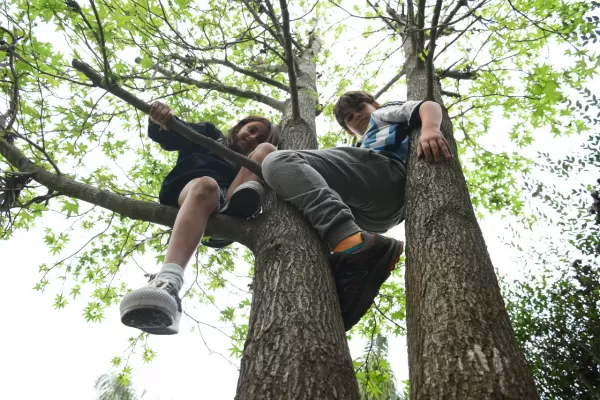 Por qué es bueno que los chicos se suban al árbol