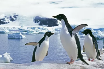 Descubrieron un extraño cementerio de pingüinos en la Antártida y su estado de descomposición fue desconcertante