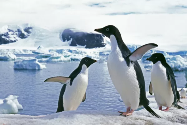 Descubrieron un extraño cementerio de pingüinos en la Antártida y su estado de descomposición fue desconcertante