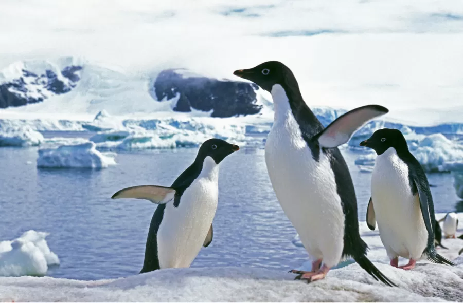 Antártida: descubrieron un cementerio de pingüinos y el estado de descomposición de los animales desconcertó a los zoólogos.
